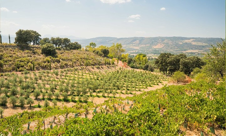 Image 6: Desde Málaga: Ronda, Cata de vinos y aceites de oliva Premium Grupo...