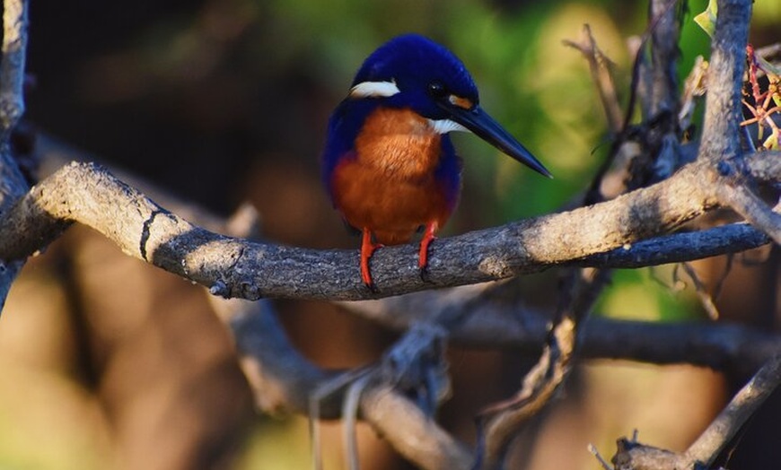 Image 2: Bird Watching Kayak Tour