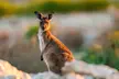 Port Lincoln National Park Half day Tour - Image 6