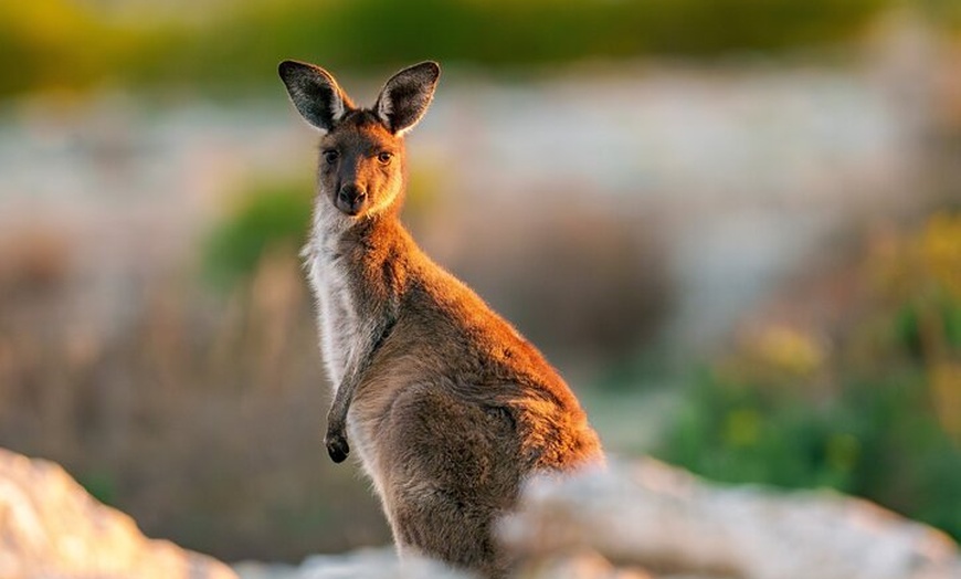 Image 6: Port Lincoln National Park Half day Tour