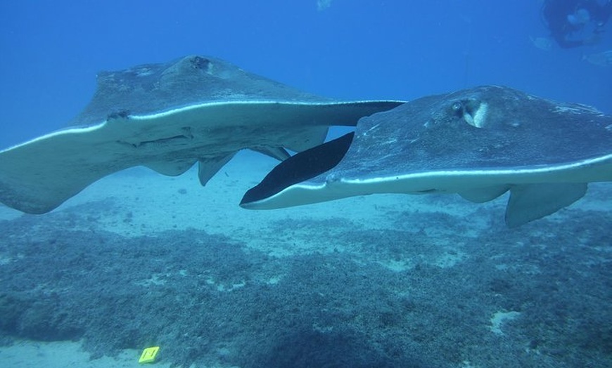 Image 33: Paquete de buceo 2x, a petición incluyendo refresco