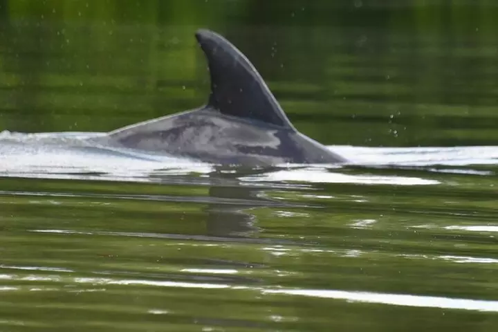 Easy Ride Pedal Kayak Tour Marco Island & Naples (Pedal or Paddle