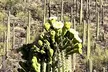 Guided Hike in the Sonoran Desert - Second Medium