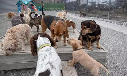 $17 For 1 Full Day Of Dog Daycare (Reg. $34)