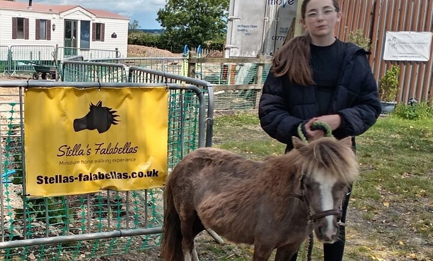 Image 14: Private Miniature Horse Walking near Lincoln