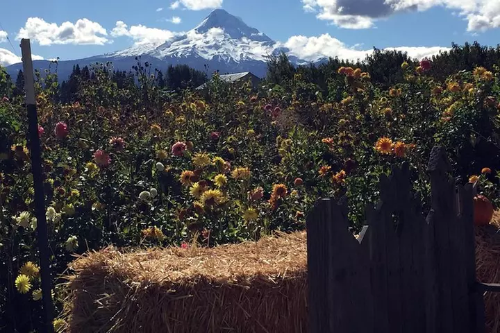 The Hood-Columbia Loop: Timberline, Orchards, and Waterfalls