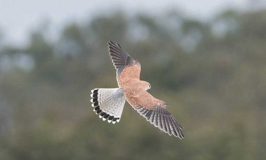 Image 4: Bird watching and photography around Bathurst, Australia