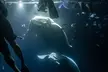 Manta Ray Snorkel Experience - Second Medium