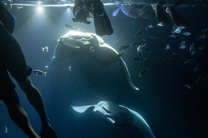 Manta Ray Snorkel Experience