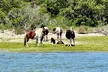 Private Boat Tours of Chincoteague & Assateague - Wild Ponies - Second Medium