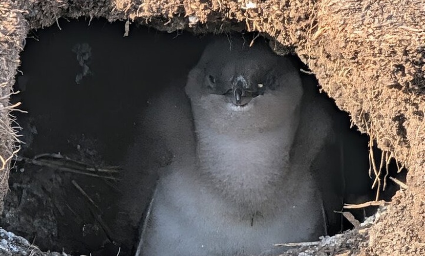 Image 10: Phillip Island Wildlife Tour from Melbourne w/Hop-On Hop-Off Bus