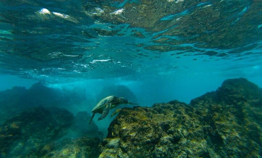 Image 16: KAYAK - SNORKEL TOUR en La Caleta de Adeje