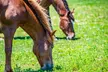 90 Minutes Private Horseback Ride Near Nashville - Second Medium