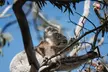 Little Koala Walking Tour - Image 5