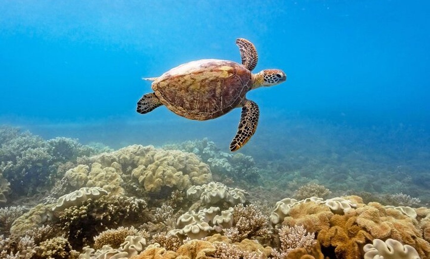 Image 3: Afternoon Fitzroy Island Escape – Return Ferry Included