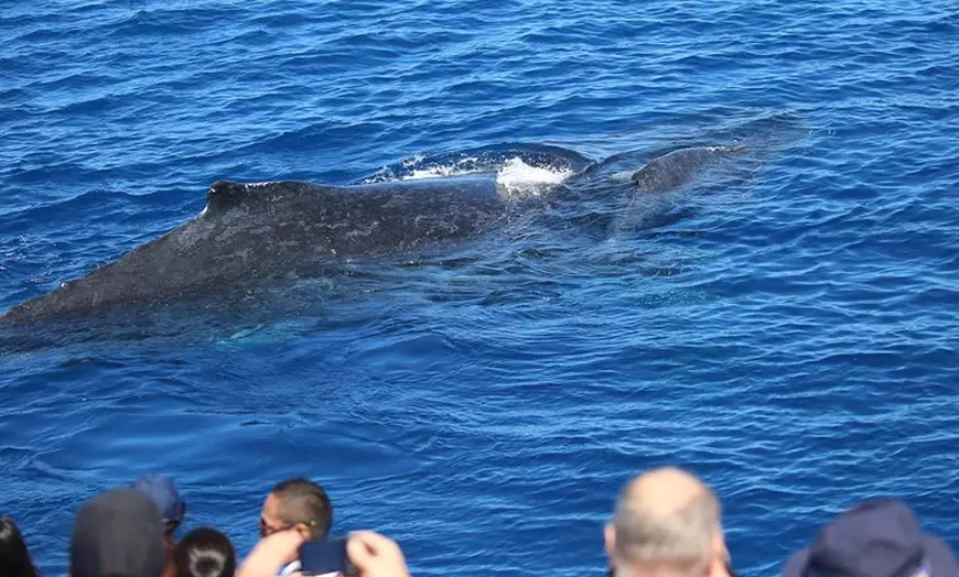 Image 4: Whale Watching Tour & Fitzroy Island From Cairns