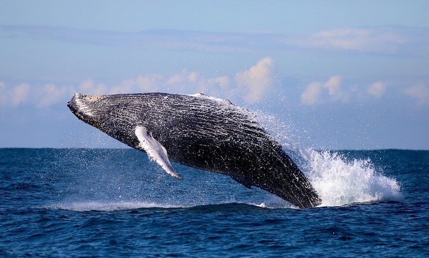 Image 3: Humpback Whale Encounter Tour from Newcastle