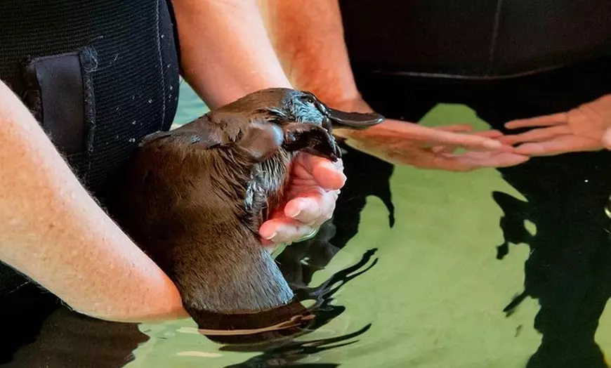 Image 1: Meet a Platypus at Healesville Sanctuary