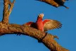 Port Lincoln National Park Half day Tour - Image 5