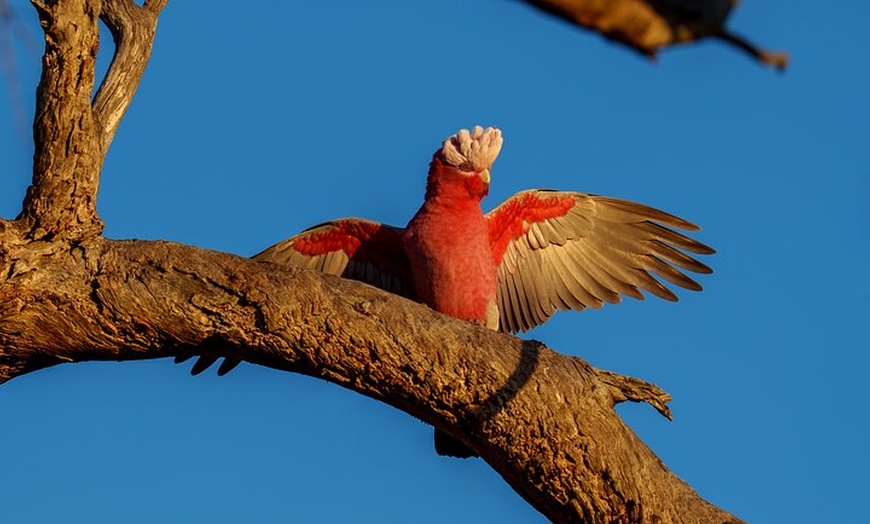 Image 5: Port Lincoln National Park Half day Tour