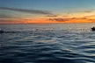 Open Boat Whale Watching - Second Medium