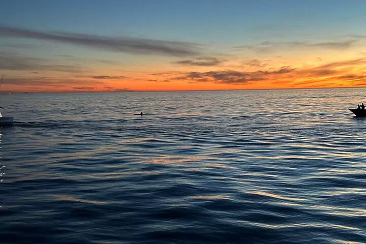Open Boat Whale Watching