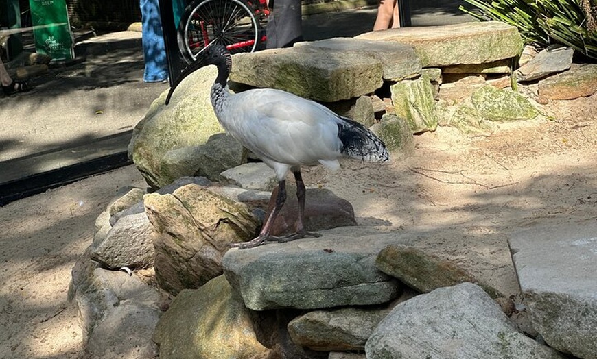 Image 30: PVT Guided Tour: Sydney Opera House and Featherdale Wildlife Park