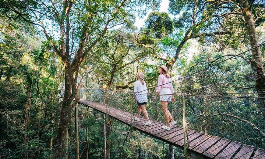 Image 8: Lamington & Tamborine Day Tour: O'Reilly's, Curtis Falls & Sunset
