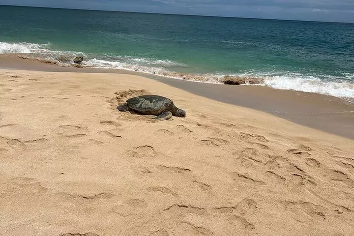 North Shore Highlight Tour - Second Medium
