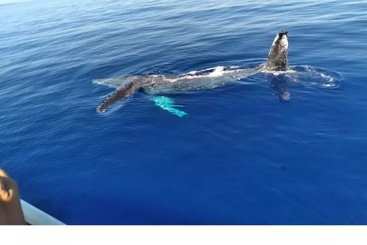 Waikiki Whale Watching - Second Medium