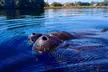 Discover Crystal River's Secrets with Private Boat Tour - Second Medium