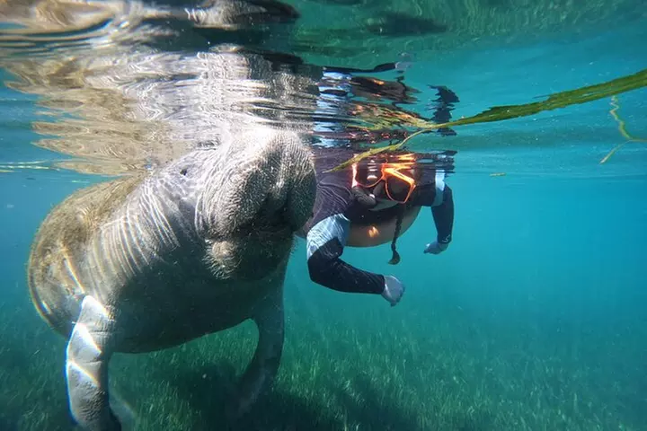 All-Inclusive Small Group Manatee Swim with Free Photos