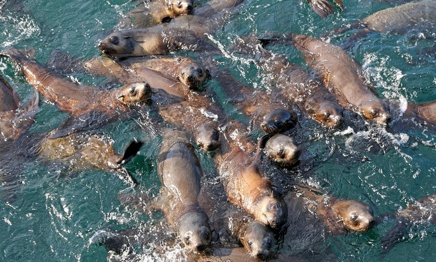 Image 2: Phillip Island Seal-Watching Cruise