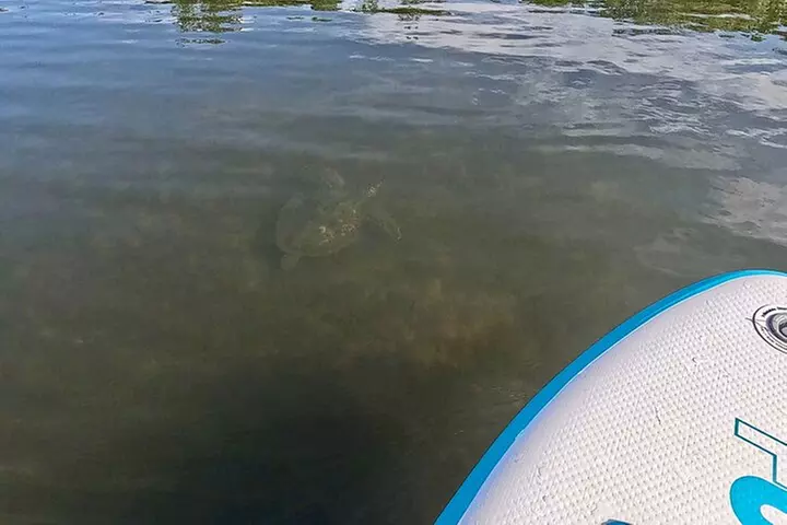 Fort Lauderdale: Kayak/SUP on Mangroves w/ Snacks & Drinks