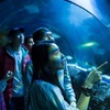 Image 2: Tickets to see SEA LIFE London Standard Entry + Behind The Scene Tour