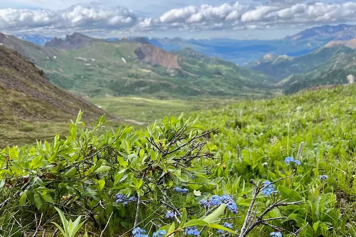 Denali 4 Hour Hiking Adventure with Naturalist Guide - Primary Image