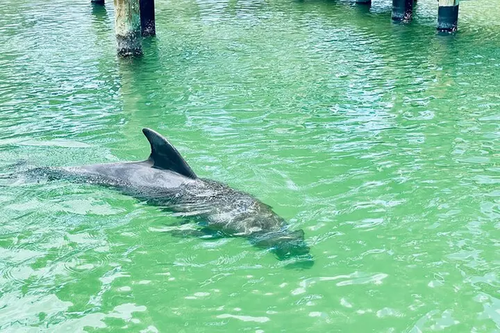 Dolphin and Manatee Adventure Tour of Fort Myers
