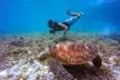 Turtle Canyon Snorkel from Waikiki - Second Medium