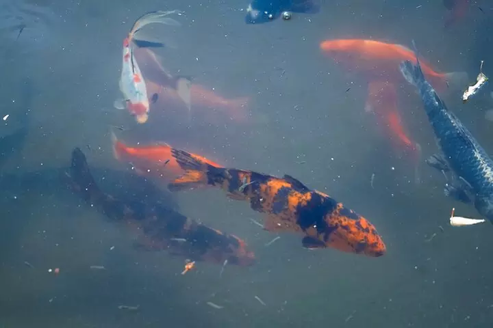 Texas Discovery Gardens General Admission