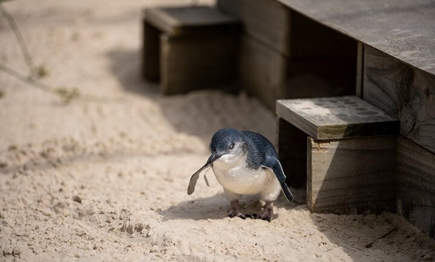 Image 7: Phillip Island and Moonlit Sanctuary Premium Day Tour Small group
