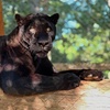 Image 4: $20 For A Zoo Admission, Wild Adventure Mini-Golf & Parakeet Jungle...