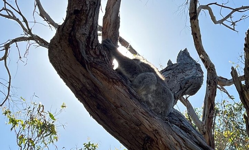 Image 3: Melbourne Phillip Island Private Tour with Penguin