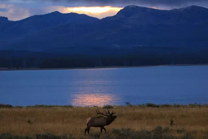 Yellowstone in a Day Private Guided Tour