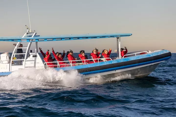 Humpback Whale Encounter Tour from Newcastle