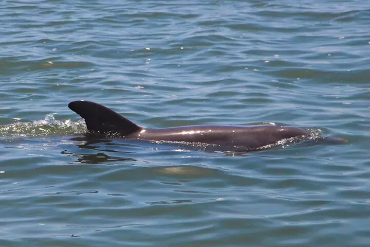 Dolphin and Wildlife Adventure of St. Augustine