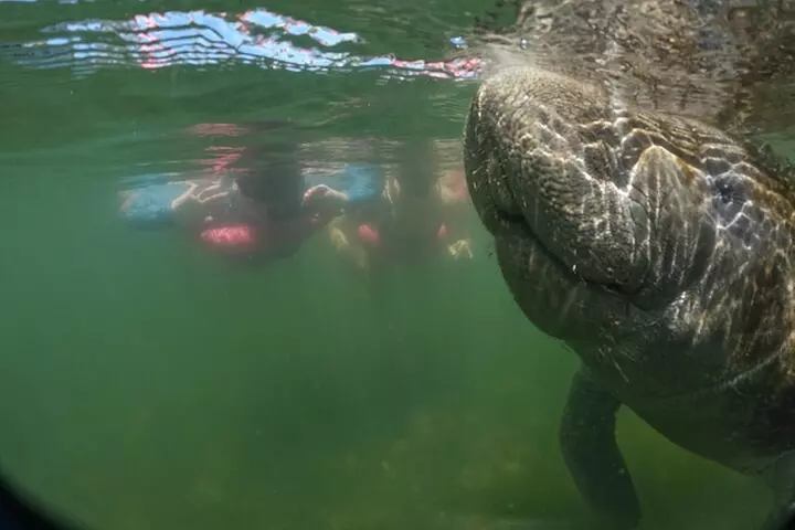 3-Hour Small Group All-Inclusive Manatee Swim with Photo Package - Primary Image