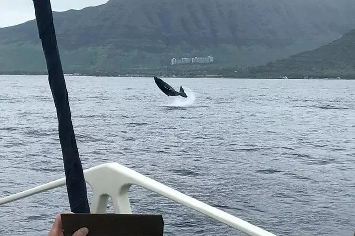Whale Watching Tour: Whales Guaranteed in Kona Waikoloa