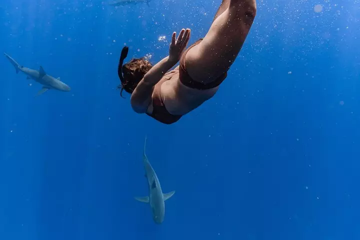 Dive with sharks in Oahu Hawaii: Educational Tour (No cage)