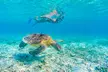 Waikiki: 2 hours - Turtle Canyon Snorkeling Adventure - Image 2