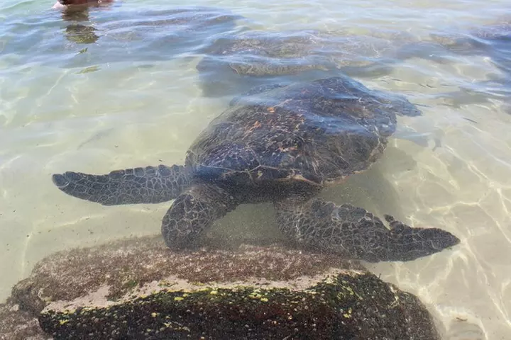 Oahu Circle Island: Snorkel with Turtles & Explore Turtle Beach